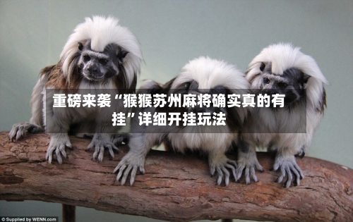 重磅来袭“猴猴苏州麻将确实真的有挂”详细开挂玩法