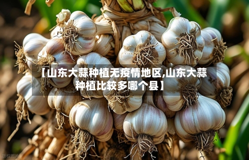 【山东大蒜种植无疫情地区,山东大蒜种植比较多哪个县】