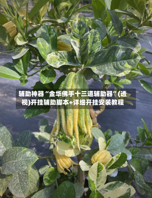 辅助神器“金华佛手十三道辅助器”(透视)开挂辅助脚本+详细开挂安装教程-第3张图片