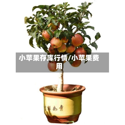 小苹果存库行情/小苹果费用