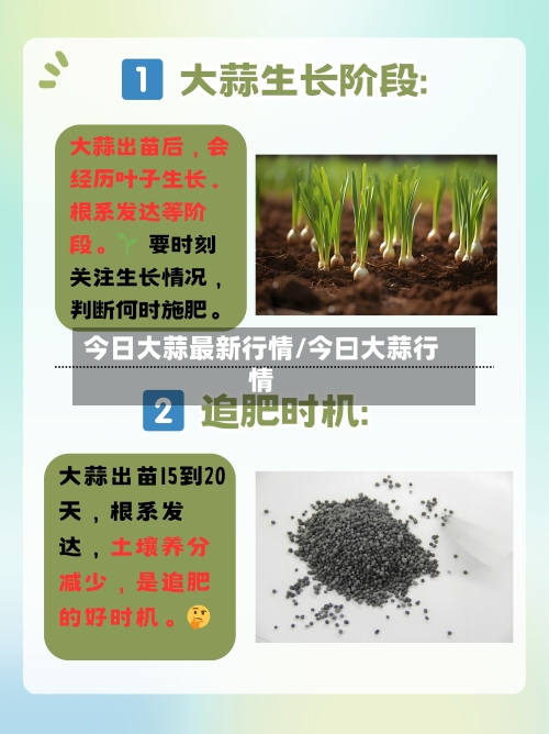 今日大蒜最新行情/今曰大蒜行情