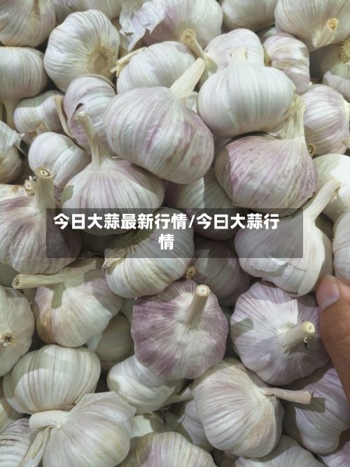 今日大蒜最新行情/今曰大蒜行情-第2张图片