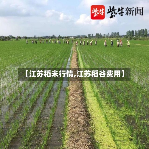 【江苏稻米行情,江苏稻谷费用】-第2张图片