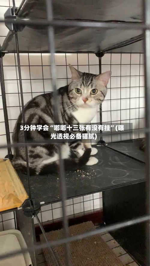3分钟学会“嘟嘟十三张有没有挂”(曝光透视必备猫腻)-第3张图片