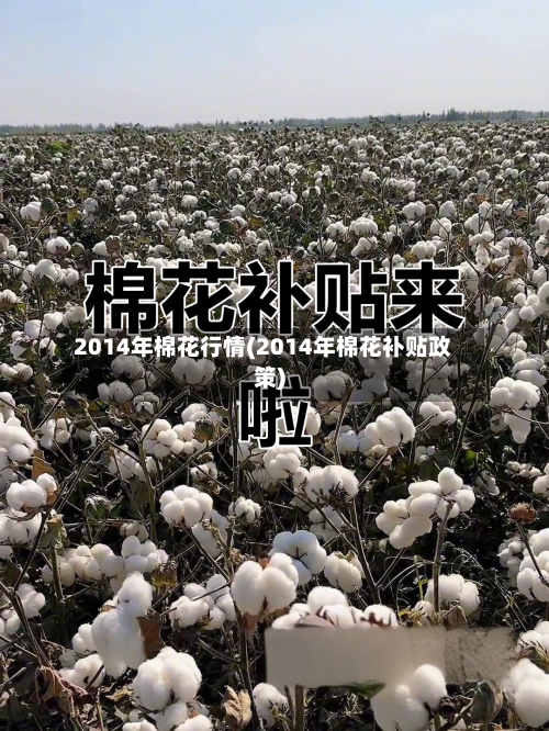 2014年棉花行情(2014年棉花补贴政策)