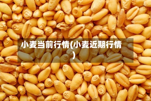 小麦当前行情(小麦近期行情)-第3张图片