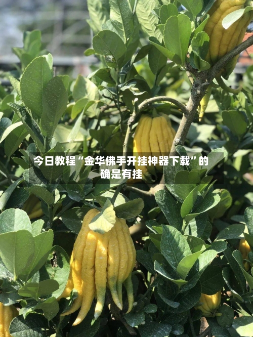 今日教程“金华佛手开挂神器下载	”的确是有挂-第3张图片