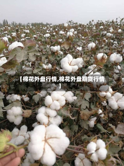 【棉花外盘行情,棉花外盘期货行情】-第3张图片