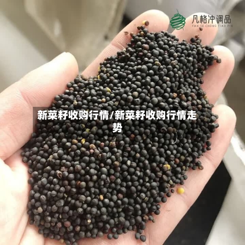 新菜籽收购行情/新菜籽收购行情走势-第2张图片