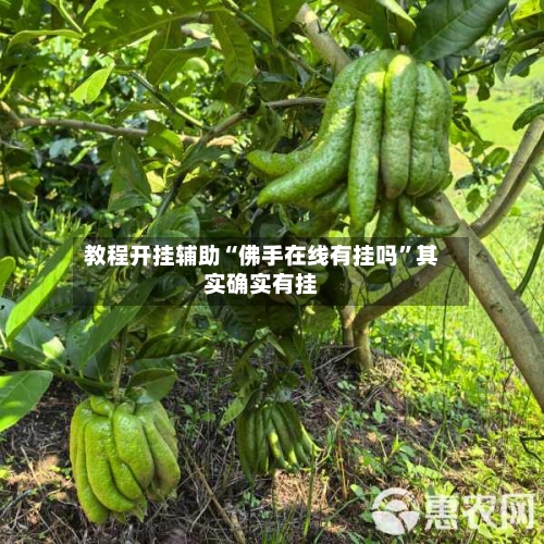 教程开挂辅助“佛手在线有挂吗”其实确实有挂-第2张图片
