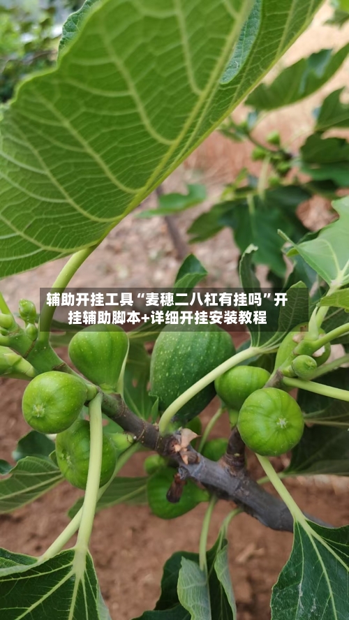 辅助开挂工具“麦穗二八杠有挂吗	”开挂辅助脚本+详细开挂安装教程-第2张图片