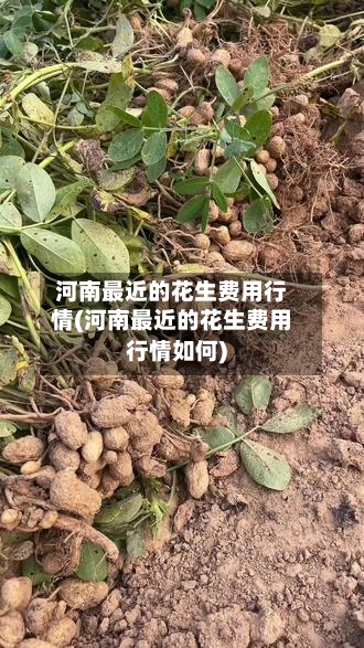 河南最近的花生费用行情(河南最近的花生费用行情如何)-第2张图片