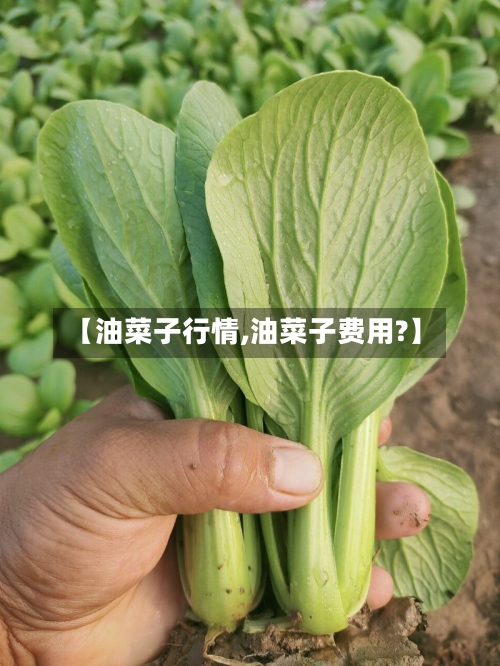 【油菜子行情,油菜子费用?】