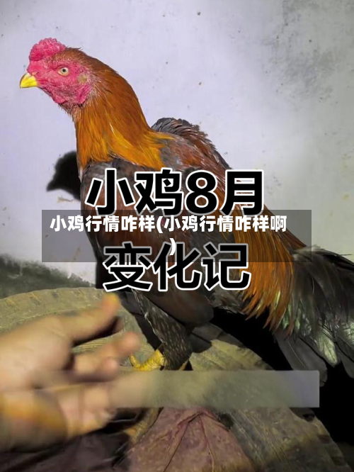 小鸡行情咋样(小鸡行情咋样啊)