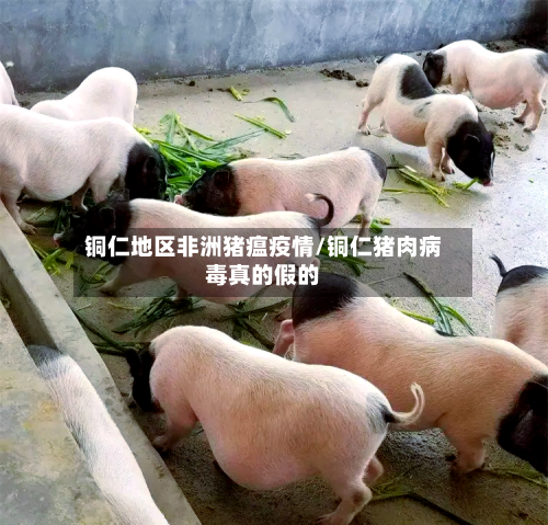 铜仁地区非洲猪瘟疫情/铜仁猪肉病毒真的假的