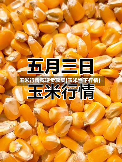 玉米行情或逐步放缓(玉米当下行情)
