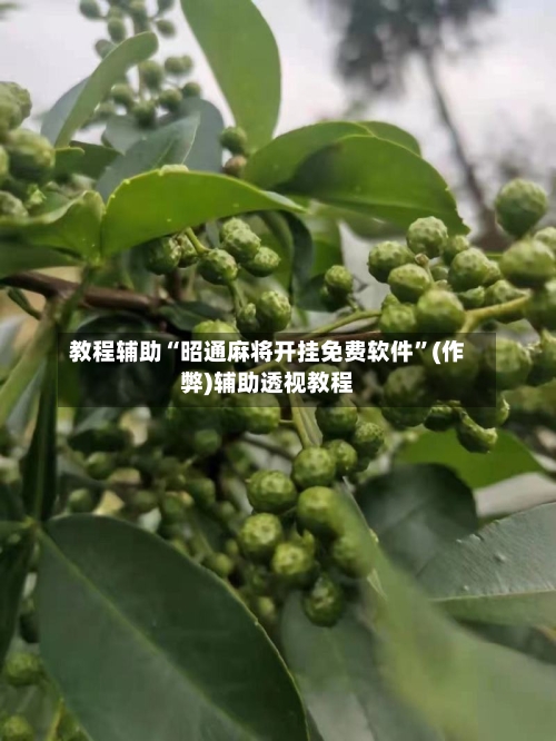 教程辅助“昭通麻将开挂免费软件”(作弊)辅助透视教程-第2张图片