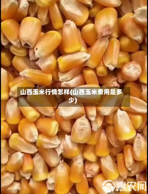 山西玉米行情怎样(山西玉米费用是多少)-第3张图片