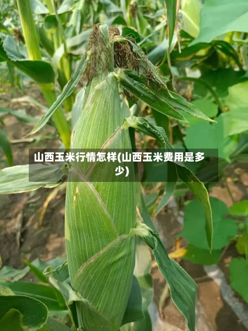 山西玉米行情怎样(山西玉米费用是多少)