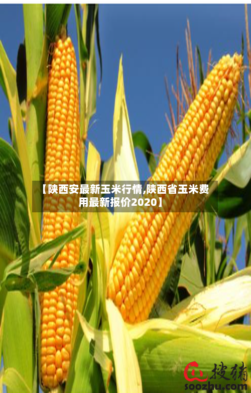 【陕西安最新玉米行情,陕西省玉米费用最新报价2020】