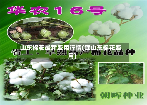山东棉花最新费用行情(查山东棉花费用)